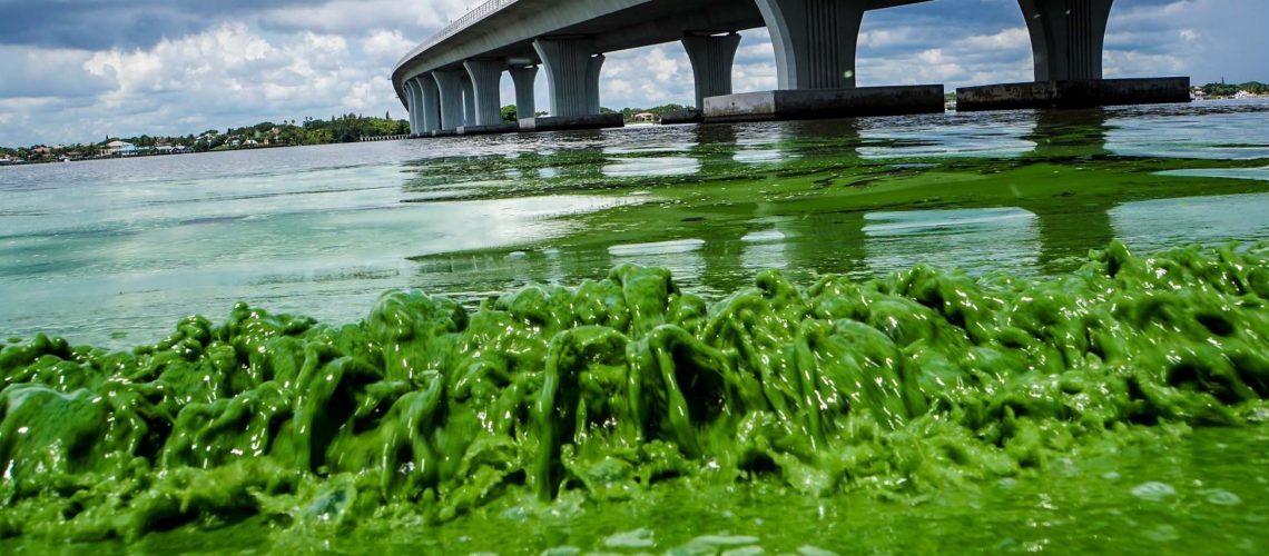 Water full of algae laps along the Sewell's Point shore on the St. Lucie River under an Ocean Boulevard bridge.
