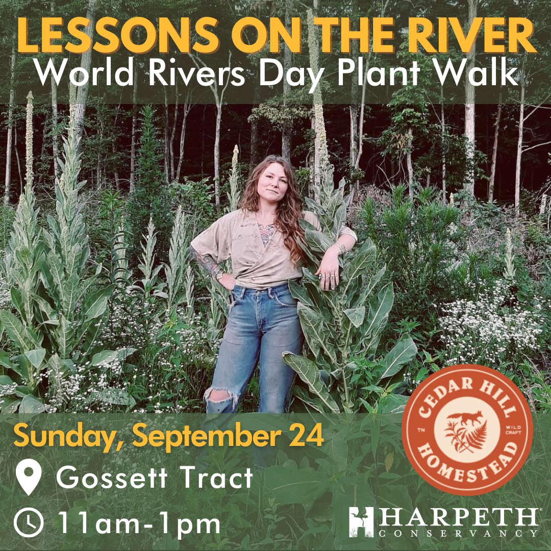 Lessons on the River: World Rivers Day Plant Walk