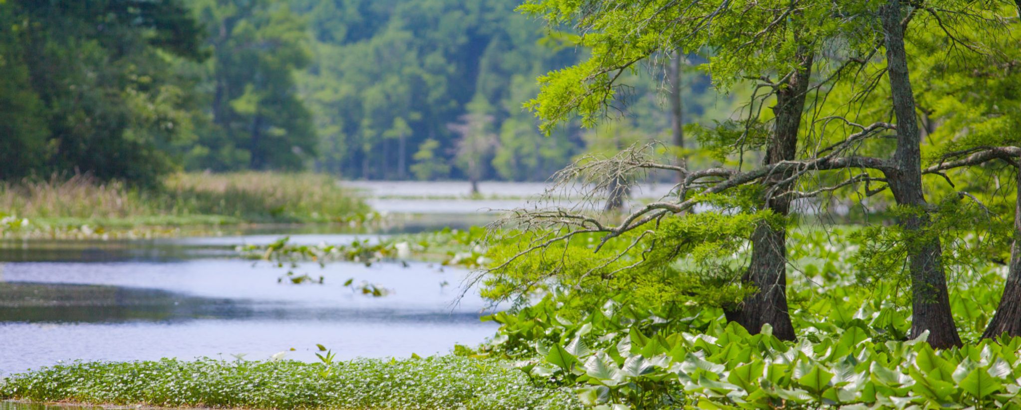wetlands header