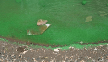 Excessive algal growth along shoreline